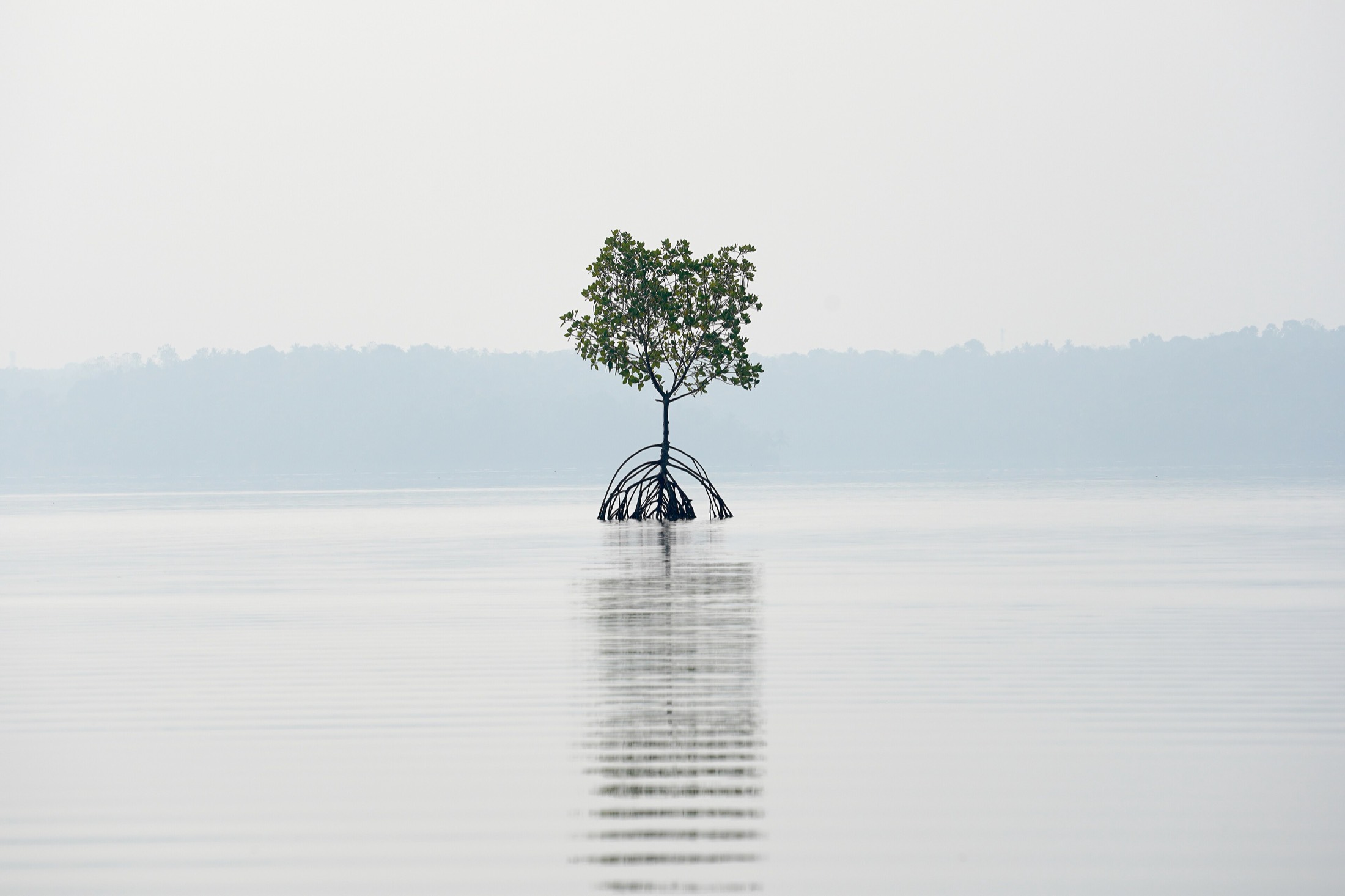 Evening light on still backwater near Kollam